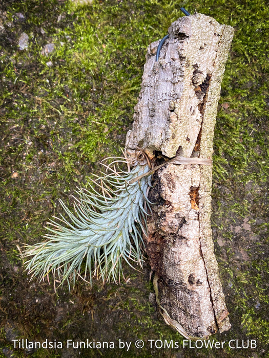 Tillandsia Funkiana on cork oak wood, organically grown air plants for sale at TOMs FLOWer CLUB.