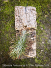 Tillandsia Funkiana on cork oak wood, organically grown air plants for sale at TOMs FLOWer CLUB.