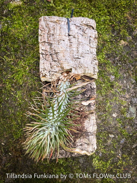 Tillandsia Funkiana on cork oak wood, organically grown air plants for sale at TOMs FLOWer CLUB.