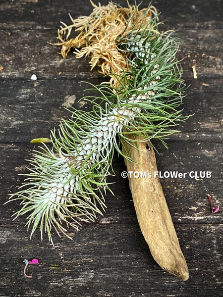 Tillandsia Funkiana on driftwood, organically grown air plants for sale at TOMs FLOWer CLUB.