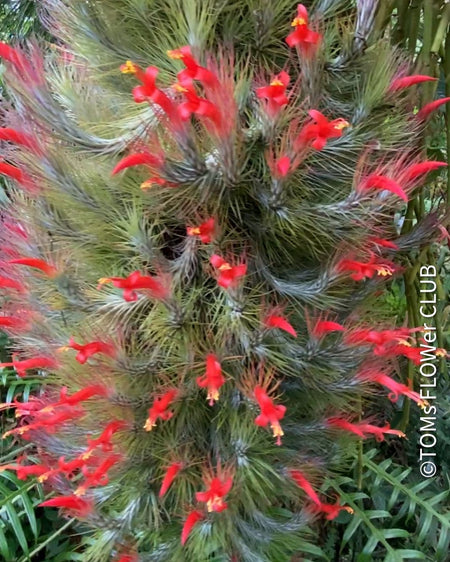 Tillandsia Funkiana on driftwood, organically grown air plants for sale at TOMs FLOWer CLUB.