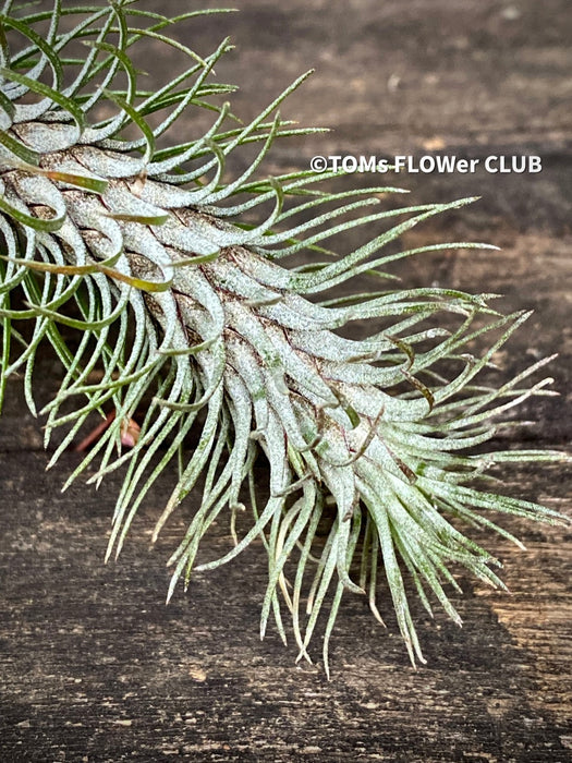 Tillandsia Funkiana on driftwood, organically grown air plants for sale at TOMs FLOWer CLUB.