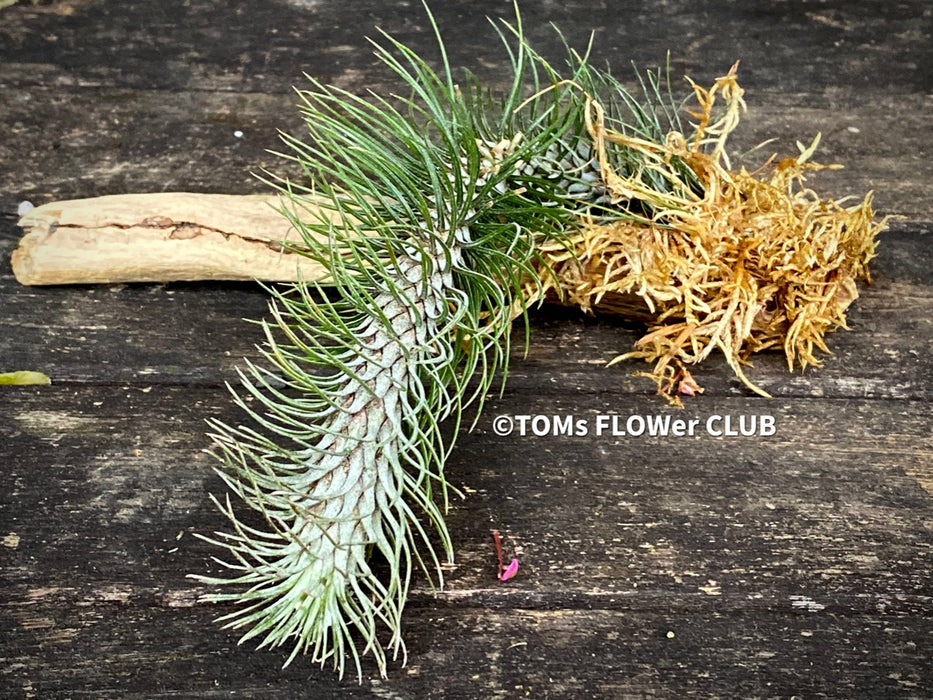 Tillandsia Funkiana on driftwood, organically grown air plants for sale at TOMs FLOWer CLUB.