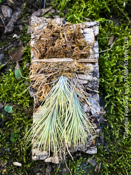 Tillandsia Funkiana on driftwood, organically grown air plants for sale at TOMs FLOWer CLUB.