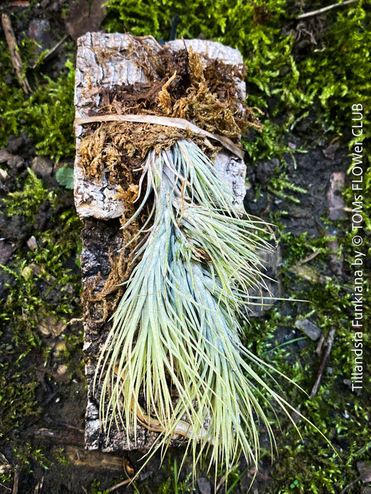 Tillandsia Funkiana on driftwood, organically grown air plants for sale at TOMs FLOWer CLUB.