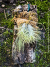 Tillandsia Funkiana on driftwood, organically grown air plants for sale at TOMs FLOWer CLUB.