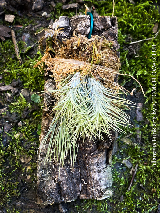Tillandsia Funkiana on driftwood, organically grown air plants for sale at TOMs FLOWer CLUB.