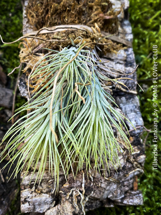 Tillandsia Funkiana on driftwood, organically grown air plants for sale at TOMs FLOWer CLUB.