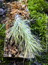 Tillandsia Funkiana on driftwood, organically grown air plants for sale at TOMs FLOWer CLUB.
