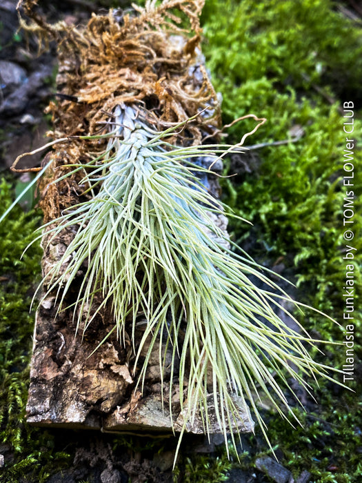 Tillandsia Funkiana on driftwood, organically grown air plants for sale at TOMs FLOWer CLUB.