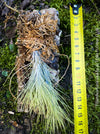 Tillandsia Funkiana on driftwood, organically grown air plants for sale at TOMs FLOWer CLUB.