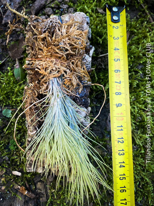 Tillandsia Funkiana on driftwood, organically grown air plants for sale at TOMs FLOWer CLUB.