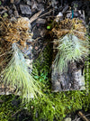 Tillandsia Funkiana on driftwood, organically grown air plants for sale at TOMs FLOWer CLUB.