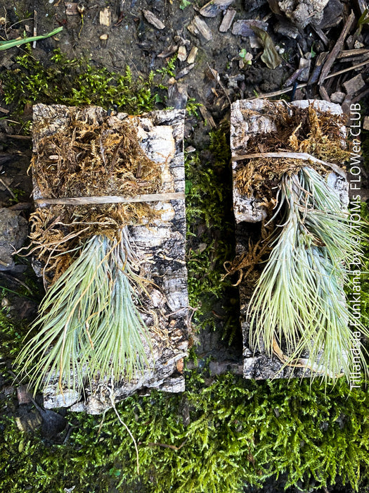 Tillandsia Funkiana on driftwood, organically grown air plants for sale at TOMs FLOWer CLUB.