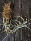 Beautiful display of Tillandsia incarnata air plants bound on cork oak wood pieces, ideal for home decor and low maintenance gardening from TOMs FLOWer CLUB.