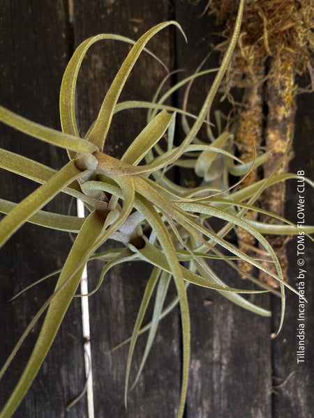 Organically grown Tillandsia incarnata air plant mounted on cork oak wood from TOMs FLOWer CLUB, perfect for indoor decor and low maintenance care.