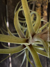 Beautiful display of Tillandsia incarnata air plants bound on cork oak wood pieces, ideal for home decor and low maintenance gardening from TOMs FLOWer CLUB.