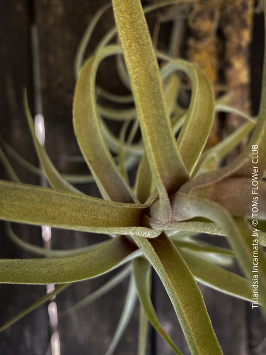 Beautiful display of Tillandsia incarnata air plants bound on cork oak wood pieces, ideal for home decor and low maintenance gardening from TOMs FLOWer CLUB.