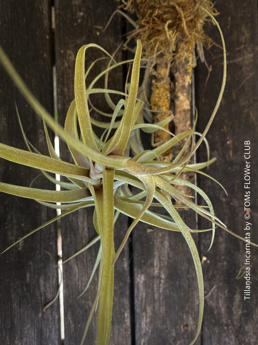 Detailed view of Tillandsia incarnata's silvery-green leaves, organically grown and mounted on cork oak wood for easy care from TOMs FLOWer CLUB.