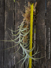 Detailed view of Tillandsia incarnata's silvery-green leaves, organically grown and mounted on cork oak wood for easy care from TOMs FLOWer CLUB.