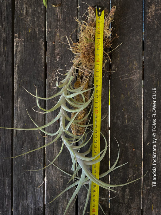 Detailed view of Tillandsia incarnata's silvery-green leaves, organically grown and mounted on cork oak wood for easy care from TOMs FLOWer CLUB.