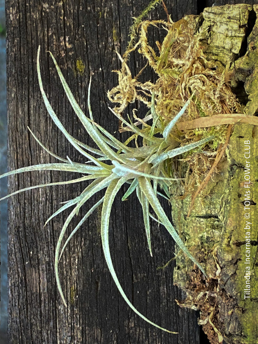 Detailed view of Tillandsia incarnata's silvery-green leaves, organically grown and mounted on cork oak wood for easy care from TOMs FLOWer CLUB.