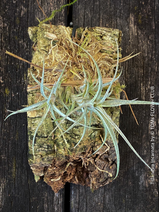 Healthy Tillandsia incarnata air plant enjoying natural sunlight, organically grown with no greenhouse culture or over-fertilization, available at TOMs FLOWer CLUB.