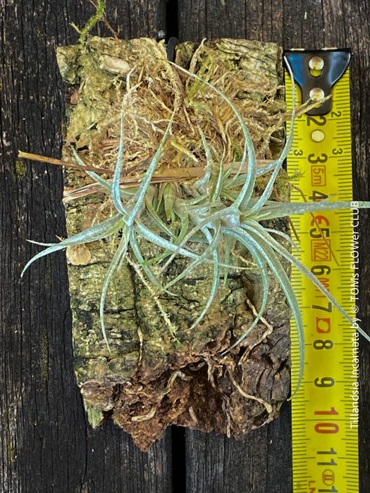 Healthy Tillandsia incarnata air plant enjoying natural sunlight, organically grown with no greenhouse culture or over-fertilization, available at TOMs FLOWer CLUB.