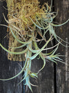 Healthy Tillandsia incarnata air plant enjoying natural sunlight, organically grown with no greenhouse culture or over-fertilization, available at TOMs FLOWer CLUB.