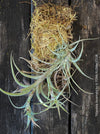 Organically grown Tillandsia incarnata air plant mounted on cork oak wood from TOMs FLOWer CLUB, perfect for indoor decor and low maintenance care.