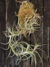 Organically grown Tillandsia incarnata air plant mounted on cork oak wood from TOMs FLOWer CLUB, perfect for indoor decor and low maintenance care.