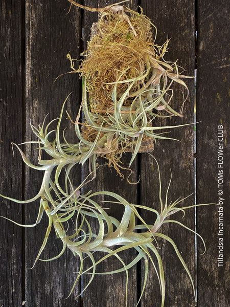 Organically grown Tillandsia incarnata air plant mounted on cork oak wood from TOMs FLOWer CLUB, perfect for indoor decor and low maintenance care.