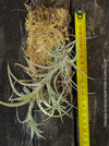 Close-up of a Tillandsia incarnata air plant with vibrant red and pink tubular flowers, organically grown and bound on cork oak wood from TOMs FLOWer CLUB.