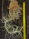 Close-up of a Tillandsia incarnata air plant with vibrant red and pink tubular flowers, organically grown and bound on cork oak wood from TOMs FLOWer CLUB.