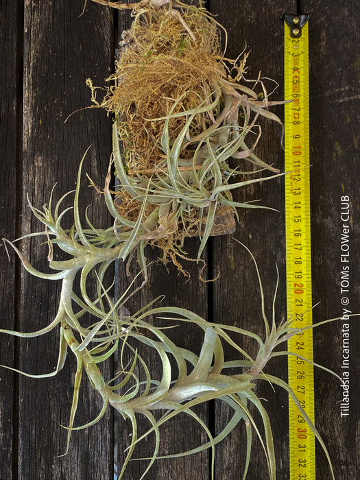 Close-up of a Tillandsia incarnata air plant with vibrant red and pink tubular flowers, organically grown and bound on cork oak wood from TOMs FLOWer CLUB.