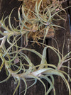 Close-up of a Tillandsia incarnata air plant with vibrant red and pink tubular flowers, organically grown and bound on cork oak wood from TOMs FLOWer CLUB.