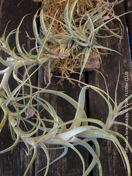 Close-up of a Tillandsia incarnata air plant with vibrant red and pink tubular flowers, organically grown and bound on cork oak wood from TOMs FLOWer CLUB.