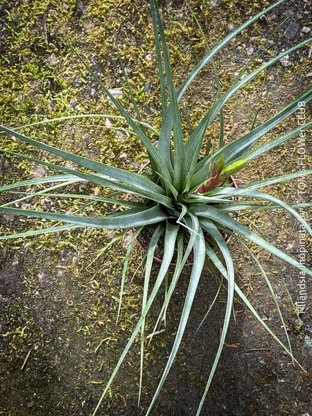 Tillandsia Inopinata, Bromelias, Tillandsia, Airplant, organically grown plants for sale at TOMs FLOWer CLUB.