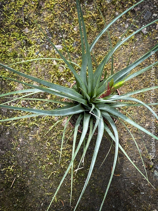 Tillandsia Inopinata, Bromelias, Tillandsia, Airplant, organically grown plants for sale at TOMs FLOWer CLUB.