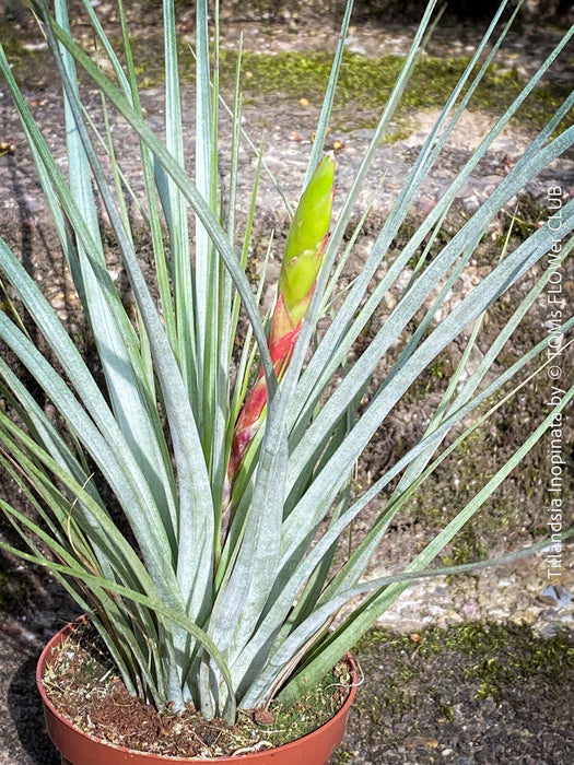 Tillandsia Inopinata, Bromelias, Tillandsia, Airplant, organically grown plants for sale at TOMs FLOWer CLUB.