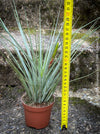 Tillandsia Inopinata, Bromelias, Tillandsia, Airplant, organically grown plants for sale at TOMs FLOWer CLUB.