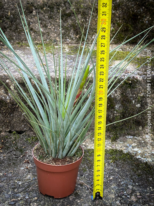 Tillandsia Inopinata, Bromelias, Tillandsia, Airplant, organically grown plants for sale at TOMs FLOWer CLUB.