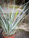 Tillandsia Inopinata, Bromelias, Tillandsia, Airplant, organically grown plants for sale at TOMs FLOWer CLUB.