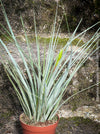 Tillandsia Inopinata, Bromelias, Tillandsia, Airplant, organically grown plants for sale at TOMs FLOWer CLUB.