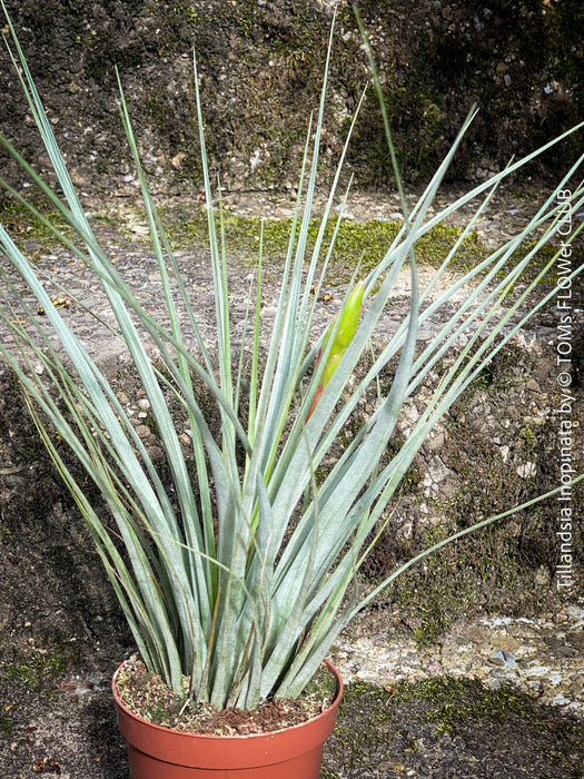 Tillandsia Inopinata, Bromelias, Tillandsia, Airplant, organically grown plants for sale at TOMs FLOWer CLUB.