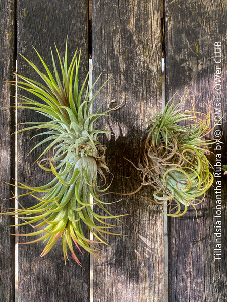 Tillandsia Ionantha Rubra, organically grown air plants for sale at TOMs FLOWer CLUB.