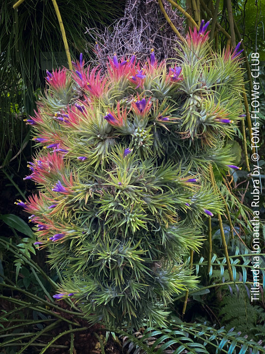 Tillandsia Ionantha Rubra, organically grown air plants for sale at TOMs FLOWer CLUB.