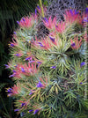 Tillandsia Ionantha Rubra, organically grown air plants for sale at TOMs FLOWer CLUB.