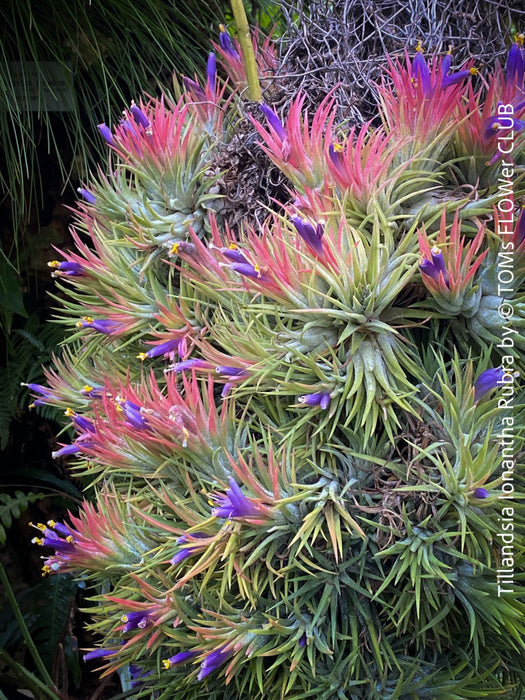 Tillandsia Ionantha Rubra, organically grown air plants for sale at TOMs FLOWer CLUB.