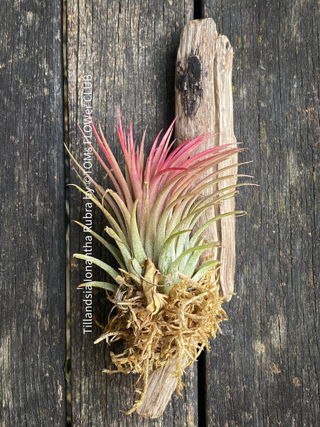 Tillandsia Ionantha Rubra on driftwood, organically grown air plants for sale at TOMs FLOWer CLUB.